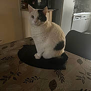 Coton participe au concours pour gagner de l'argent avec cette photo : animal, appliance, black_patches, cat, chair, curled_tail, domestic, feline, fur, homedecor, indoor, kitchen, microwave, pet, quiet, refrigerator, sitting, table, tail, white_cat