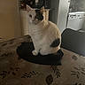 animal, appliance, black_patches, cat, chair, curled_tail, domestic, feline, fur, homedecor, indoor, kitchen, microwave, pet, quiet, refrigerator, sitting, table, tail, white_cat
