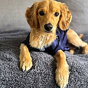 Bruin joined the competition — help win amazing prizes! animal, blanket, canine, cozy, cute, dog, domestic_animal, fur, golden_retriever, indoor, laying_down, looking_at_camera, mammal, pet, portrait, puppy, resting, soft, wearing_clothes, young