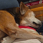 Yona participe au concours pour gagner de l'argent avec cette photo : animal, bed, blanket, canine, closeup, comfort, cozy, dog, domestic, ear, fur, indoor, nose, paw, pet, relaxation, rest, resting, sleeping, snuggle