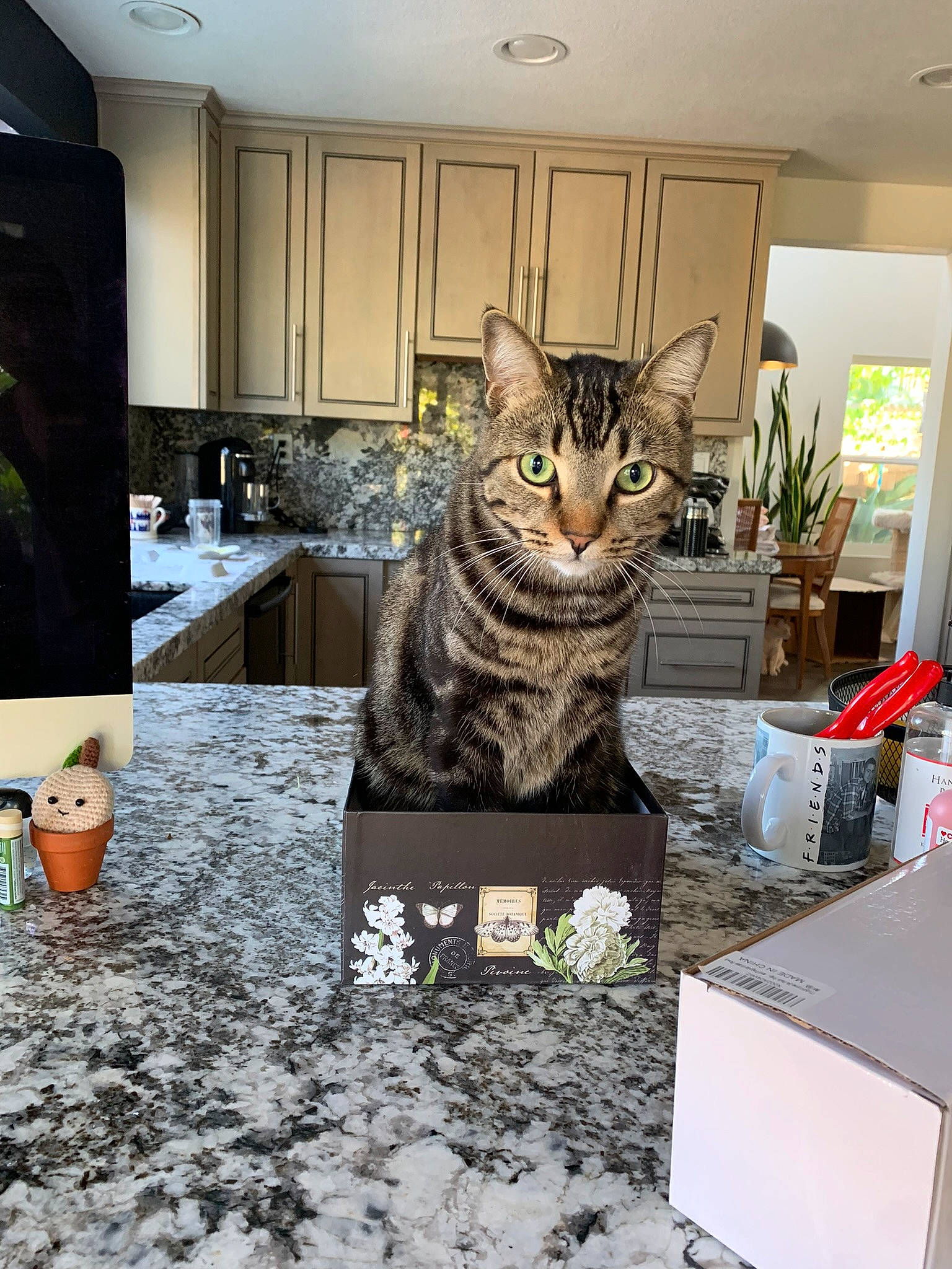 Harley joined the competition — help win amazing prizes! cabinetry, carnivore, cat, countertop, domestic_short_haired_cat, felidae, floor, flooring, flowerpot, fur, grey, houseplant, interior_design, plant, room, small_to_medium_sized_cats, snout, tap, whiskers, window