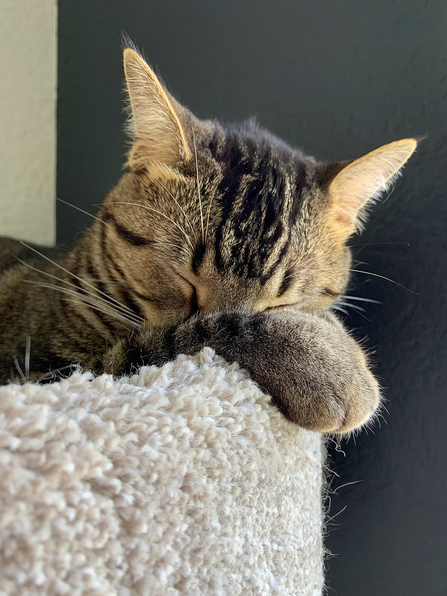 Harley joined the competition — help win amazing prizes! carnivore, cat, cat_bed, claw, domestic_short_haired_cat, felidae, fur, grey, nap, paw, sleep, small_to_medium_sized_cats, snout, tail, tree, whiskers, wildlife