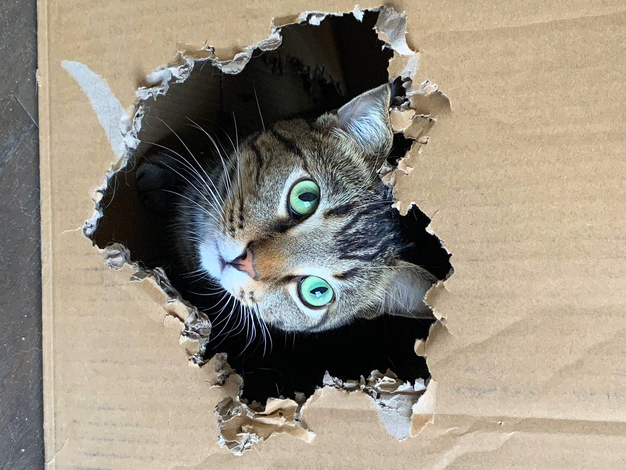 Harley is registered to the contest to win money with this photo: art, carnivore, cat, domestic_short_haired_cat, eyelash, feather, felidae, font, fur, graphics, illustration, ink, paint, painting, sculpture, small_to_medium_sized_cats, snout, statue, visual_arts, whiskers