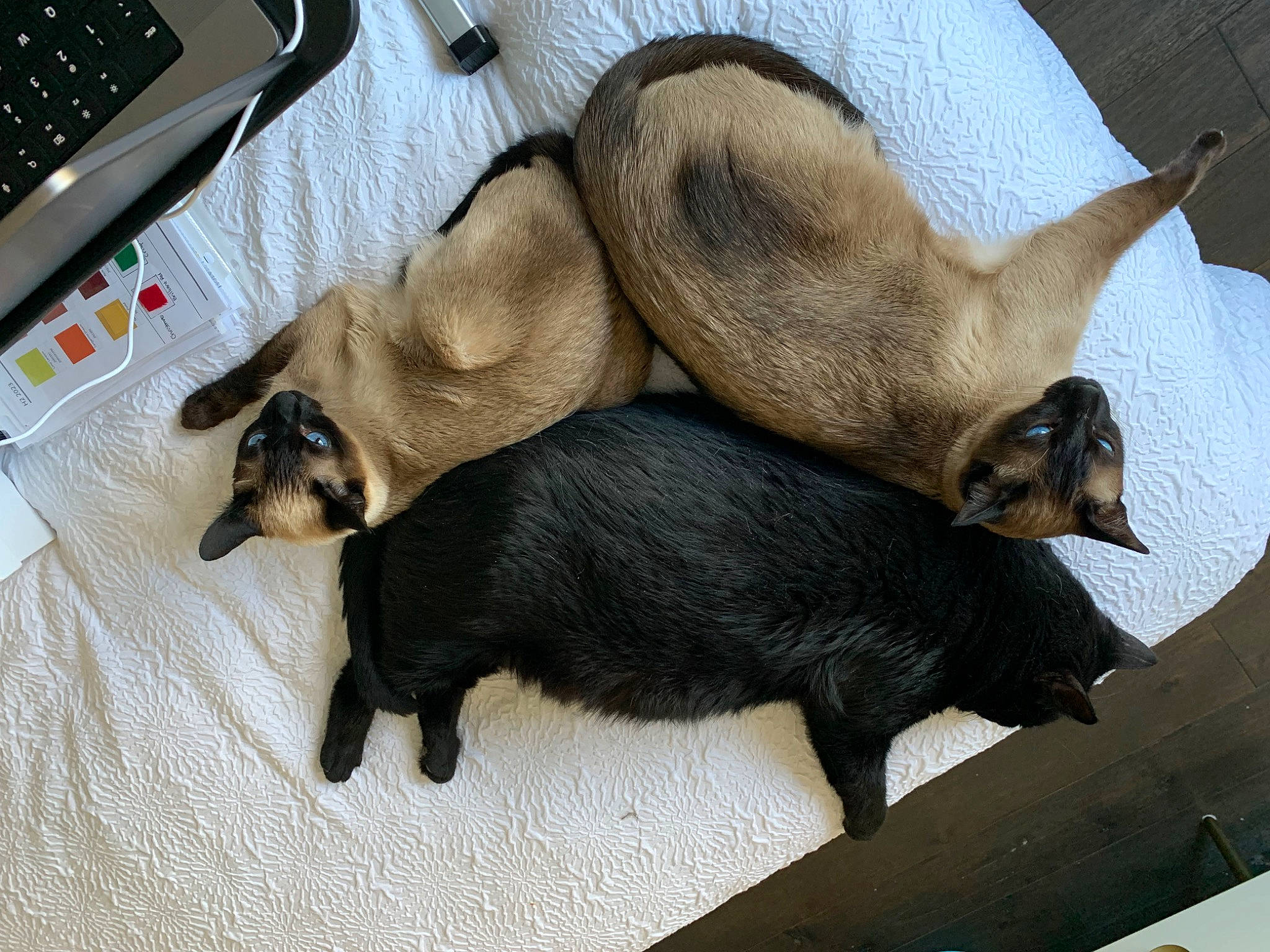 Mr. Binx is registered to the contest to win money with this photo: carnivore, cat, claw, comfort, dog_breed, fawn, felidae, fur, input_device, linens, paw, siamese, small_to_medium_sized_cats, tail, terrestrial_animal, whiskers, working_animal