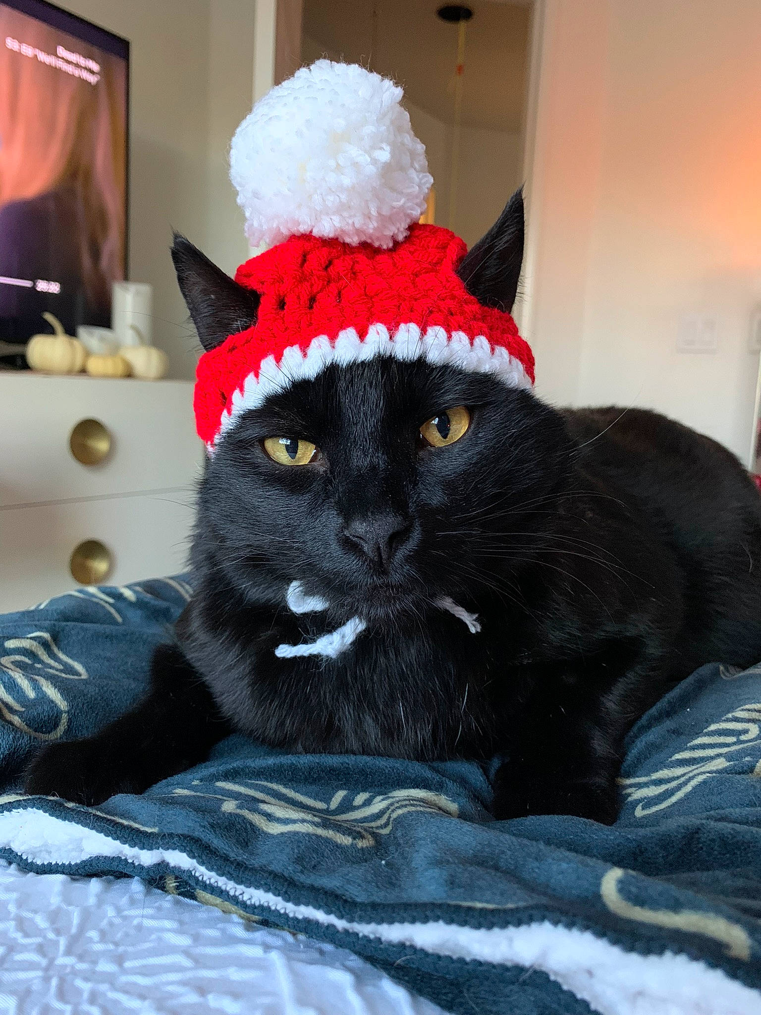 Mr. Binx joined the competition — help win amazing prizes! bed, bedding, black_cat, carnivore, cat, cat_supply, comfort, costume_hat, domestic_short_haired_cat, felidae, fur, hat, linens, room, small_to_medium_sized_cats, stuffed_toy, tail, television, textile, whiskers