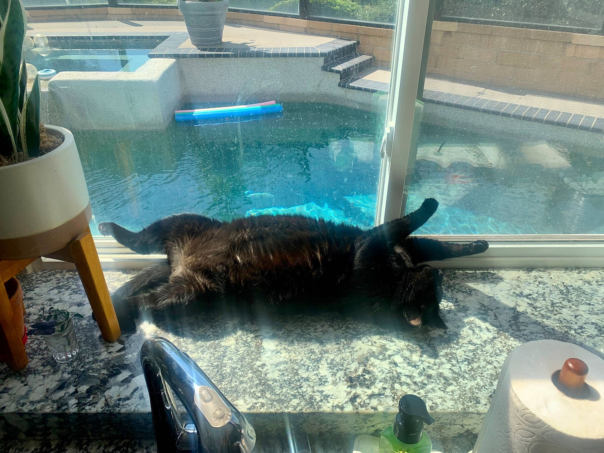 Mr. Binx is registered to the contest to win money with this photo: aquarium, carnivore, claw, fin, fish, flooring, fur, glass, leisure, marine_mammal, outdoor_furniture, plant, recreation, shade, sporting_group, tail, terrestrial_animal, water