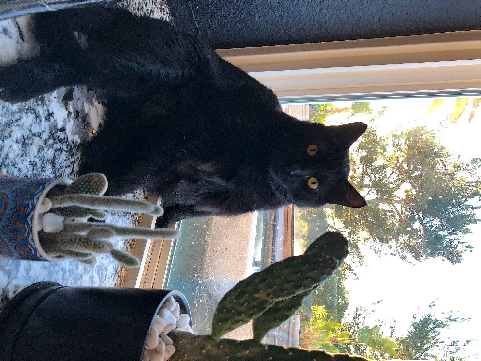Mr. Binx joined the competition — help win amazing prizes! beak, bird, black_cat, carnivore, cat, domestic_short_haired_cat, felidae, fur, mammal, plant, shade, sky, small_to_medium_sized_cats, tail, terrestrial_animal, tints_and_shades, tree, vertebrate, whiskers, window