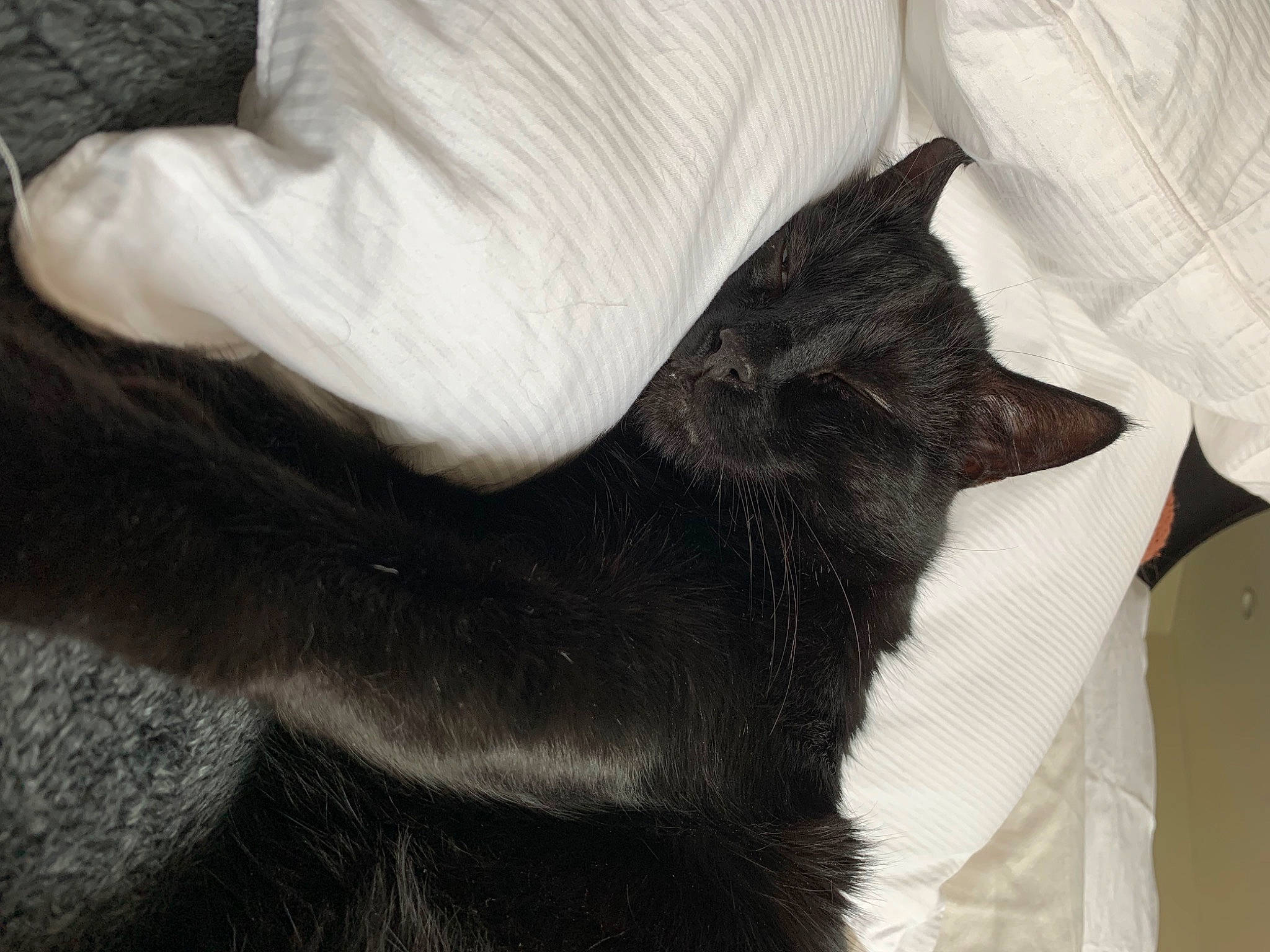 Mr. Binx joined the competition — help win amazing prizes! black_cat, carnivore, cat, claw, comfort, dog_breed, domestic_short_haired_cat, felidae, foot, fur, grey, human_leg, linens, mammal, nap, paw, sleeve, small_to_medium_sized_cats, tail, whiskers