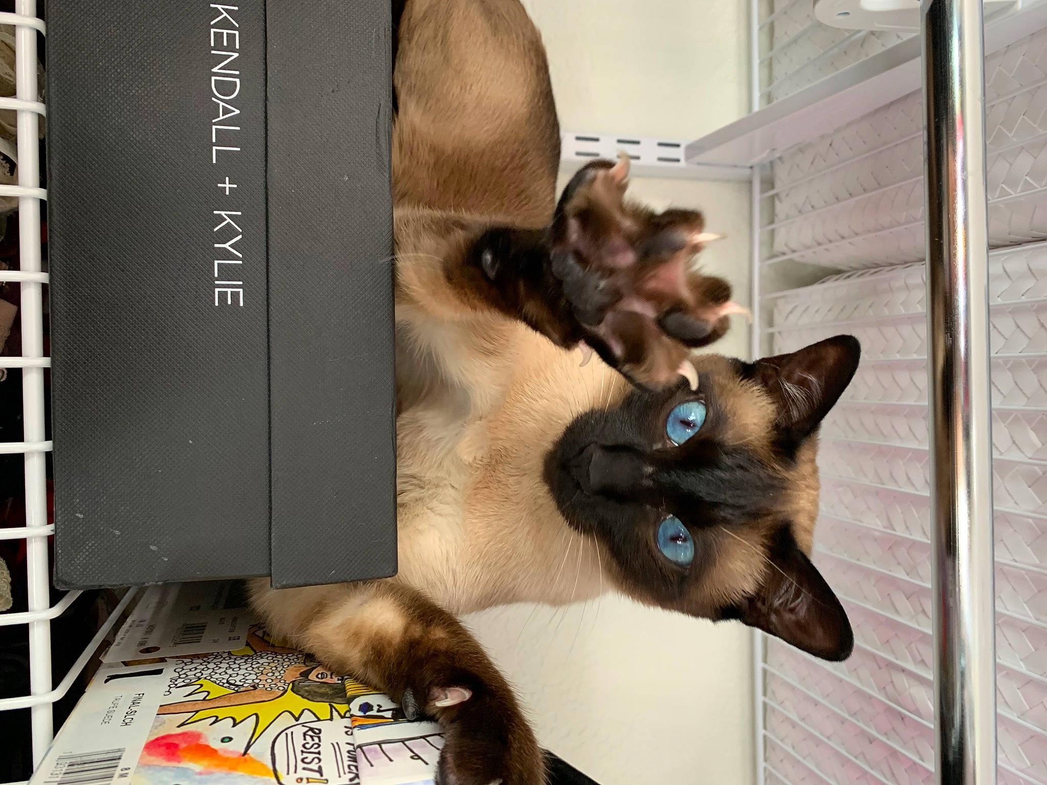 Stefán joined the competition — help win amazing prizes! balinese, book_cover, carnivore, cat, domestic_short_haired_cat, fawn, felidae, fur, liver, metal, plant, publication, shelf, siamese, small_to_medium_sized_cats, snout, tail, thai, tonkinese, whiskers