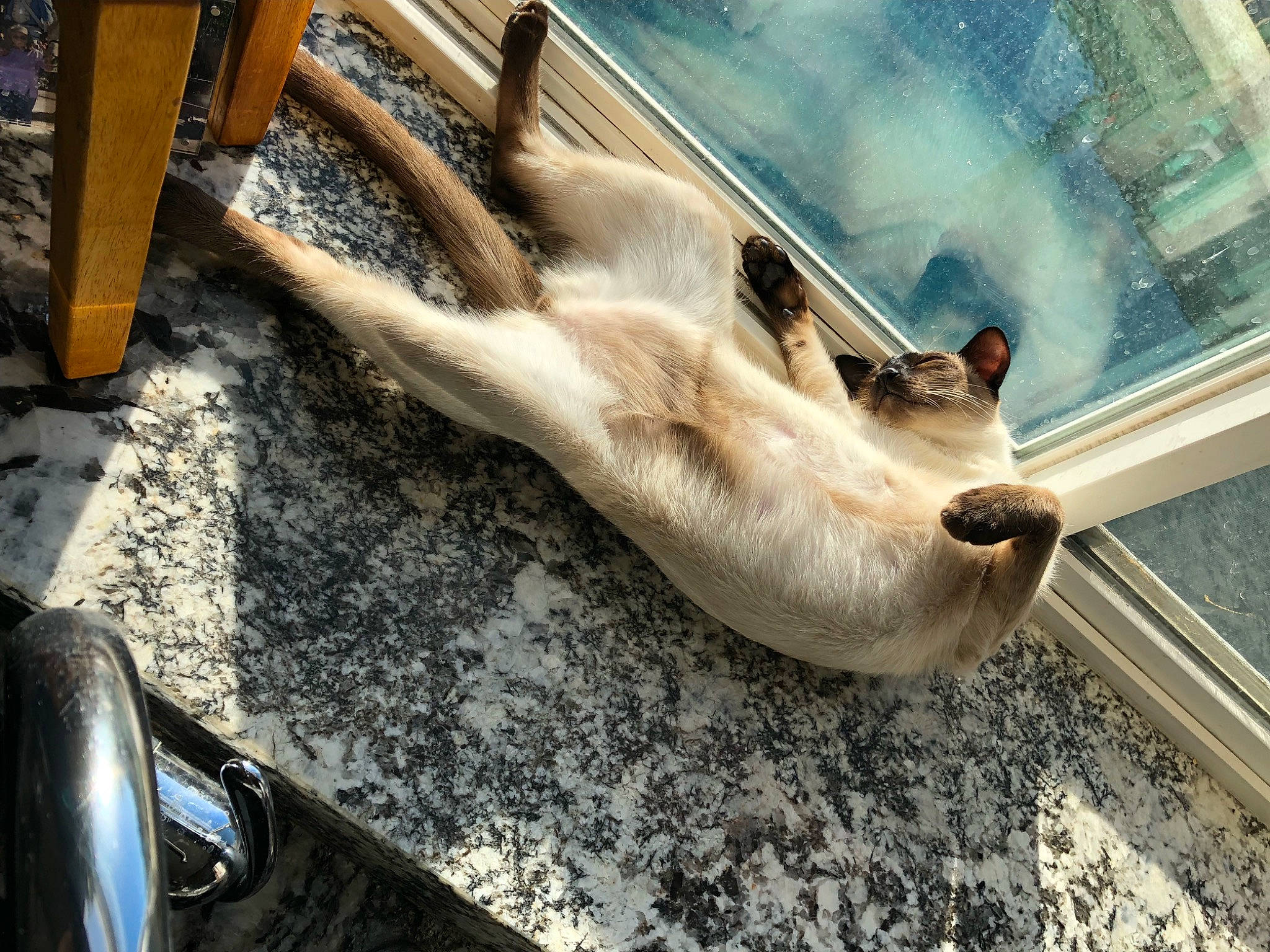 Stefán joined the competition — help win amazing prizes! automotive_tire, canidae, carnivore, dog, dog_breed, fawn, foot, fur, hood, human_leg, snout, sporting_group, terrestrial_animal, toe, whiskers, wildlife, window, windshield, wood, working_animal