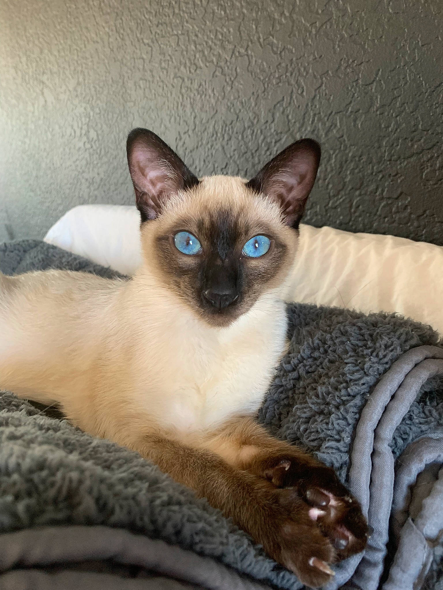 Stefán is registered to the contest to win money with this photo: carnivore, cat, cat_supply, comfort, fawn, felidae, fur, head, siamese, small_to_medium_sized_cats, snout, tail, terrestrial_animal, throat, whiskers