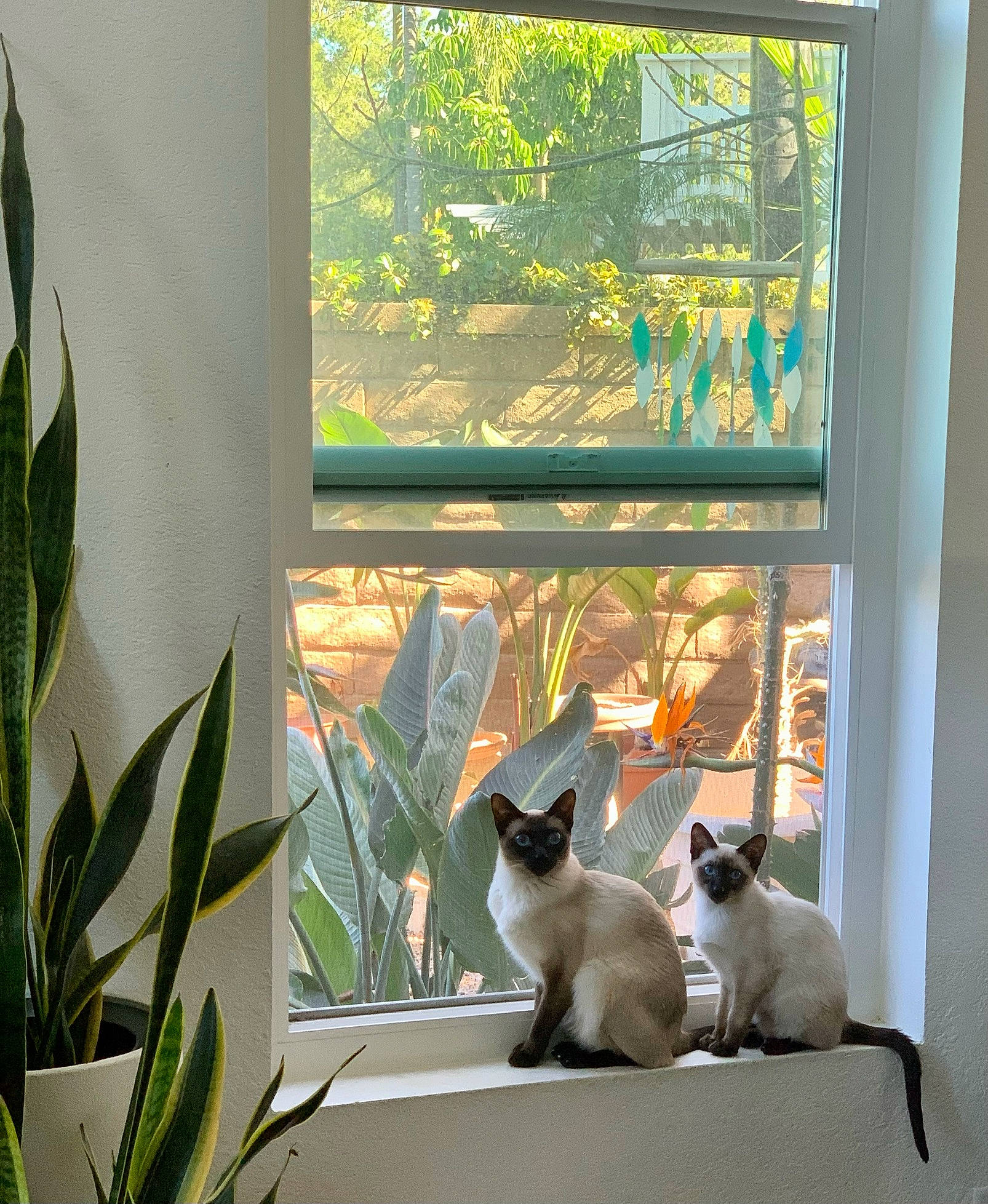 Stefán is registered to the contest to win money with this photo: carnivore, cat, felidae, green, houseplant, interior_design, leaf, light, lighting, line, plant, property, shade, small_to_medium_sized_cats, sunlight, terrestrial_plant, vertebrate, window, wood, yellow