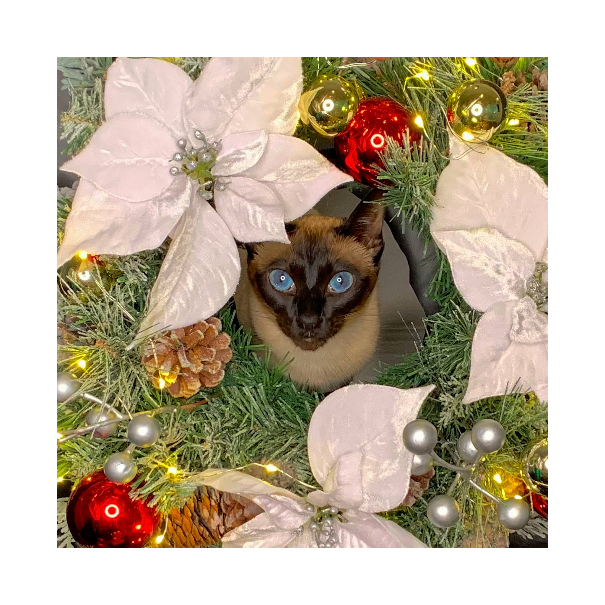 Téa joined the competition — help win amazing prizes! carnivore, cat, christmas_decoration, christmas_ornament, conifer, creative_arts, domestic_short_haired_cat, fashion_accessory, fawn, felidae, grass, holiday_ornament, ornament, pattern, petal, photo_caption, plant, siamese, small_to_medium_sized_cats, whiskers