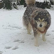 Max participe au concours pour gagner de l'argent avec cette photo : dog, canine, fluffy, long_hair, snow, winter, outdoor, garden, animal, pet, standing, furry, tail, blue_eyes, face, portrait, snowy, trees, bushes, nature
