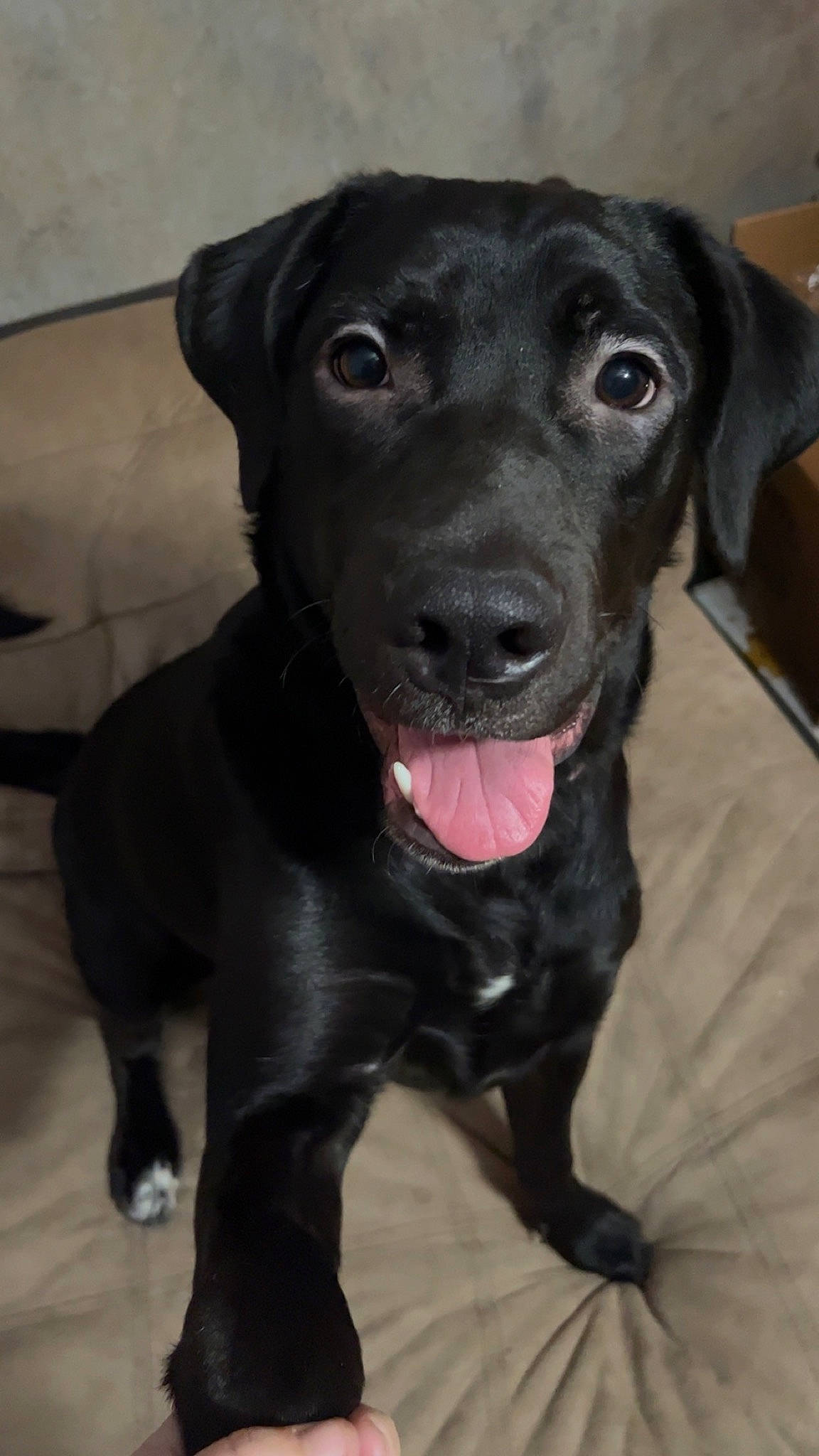 Millie joined the competition — help win amazing prizes! borador, carnivore, collar, companion_dog, dog, dog_breed, dog_collar, fawn, fur, guard_dog, gun_dog, hunting_dog, liver, non_sporting_group, pointing_breed, retriever, snout, sporting_group, whiskers, working_animal