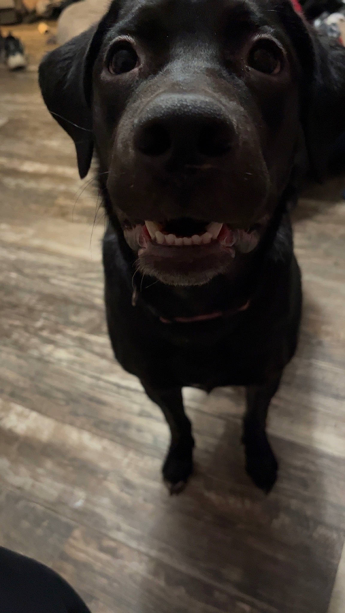 Millie joined the competition — help win amazing prizes! borador, canidae, carnivore, collar, companion_dog, dog, dog_breed, dog_collar, fur, guard_dog, gun_dog, liver, non_sporting_group, retriever, snout, sporting_group, terrestrial_animal, whiskers, wood, working_animal