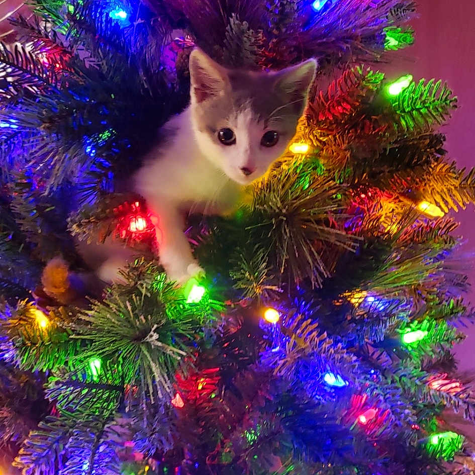 Rascal joined the competition — help win amazing prizes! accessories, animal, cat, christmas, christmasdecorations, christmastree, christmastreeornaments, conifer, festival, fir, glitter, kitten, lighting, manx, ornament, pet, pine, plant, purple, tree