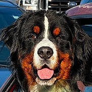 Moof joined the competition — help win amazing prizes! animal, bernese_mountain_dog, black, brown, canine, car, closeup, daytime, dog, fur, happy, nature, outdoor, parking_lot, pet, sunlight, tongue_out, vehicle, white, window