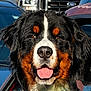 animal, bernese_mountain_dog, black, brown, canine, car, closeup, daytime, dog, fur, happy, nature, outdoor, parking_lot, pet, sunlight, tongue_out, vehicle, white, window