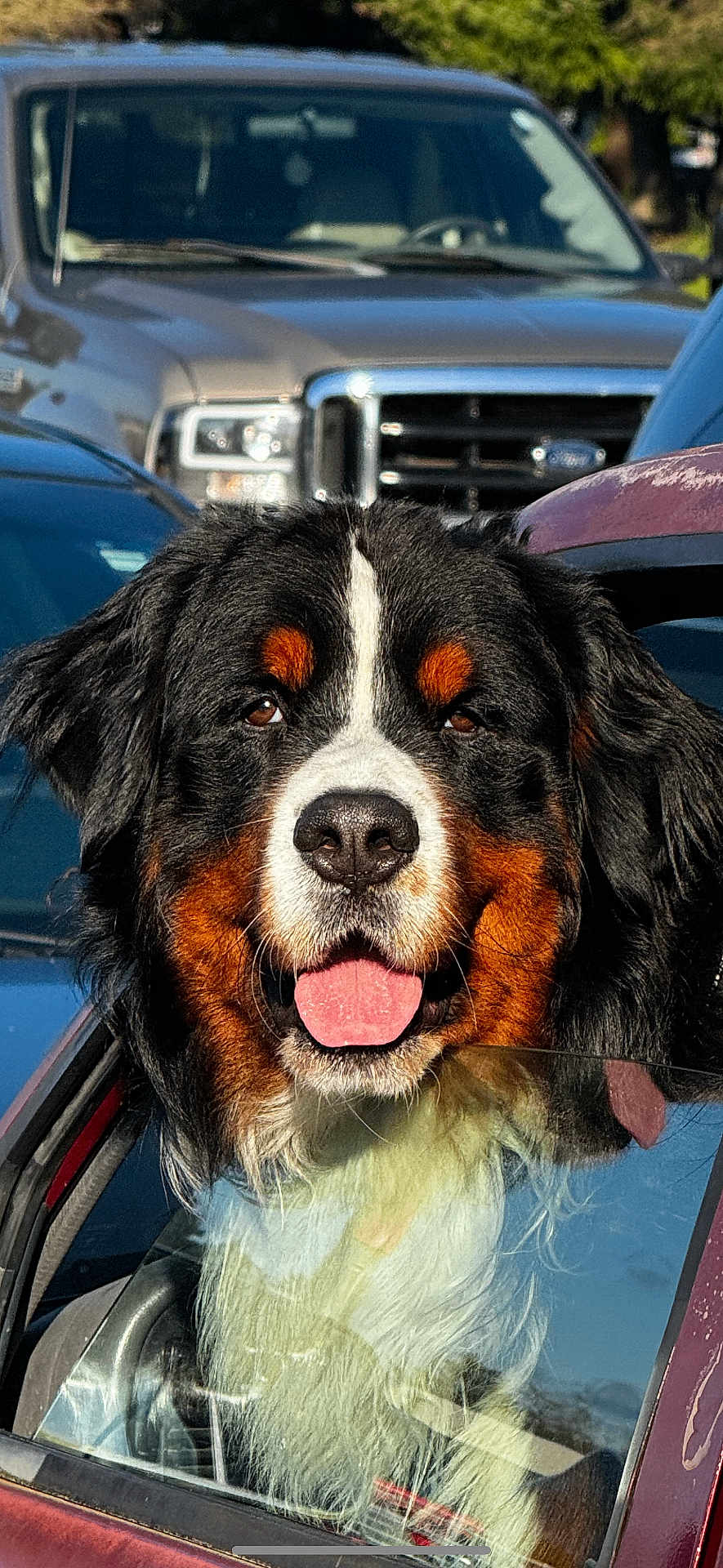 Moof joined the competition — help win amazing prizes! animal, bernese_mountain_dog, black, brown, canine, car, closeup, daytime, dog, fur, happy, nature, outdoor, parking_lot, pet, sunlight, tongue_out, vehicle, white, window