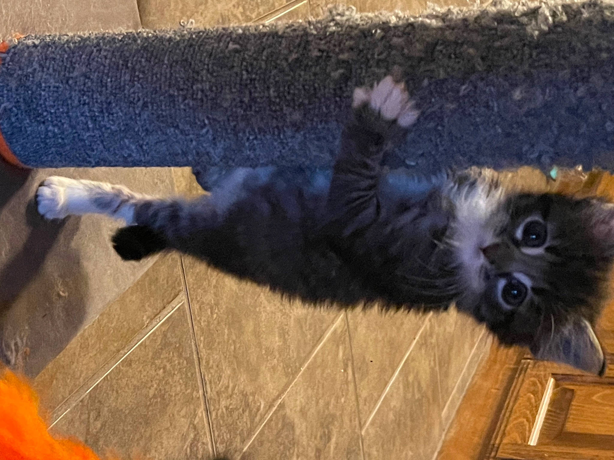 Dewey joined the competition — help win amazing prizes! canidae, carnivore, cat, claw, companion_dog, dog_breed, domestic_short_haired_cat, fawn, felidae, flooring, fur, hardwood, paw, small_to_medium_sized_cats, snout, sporting_group, tail, terrestrial_animal, whiskers, wood