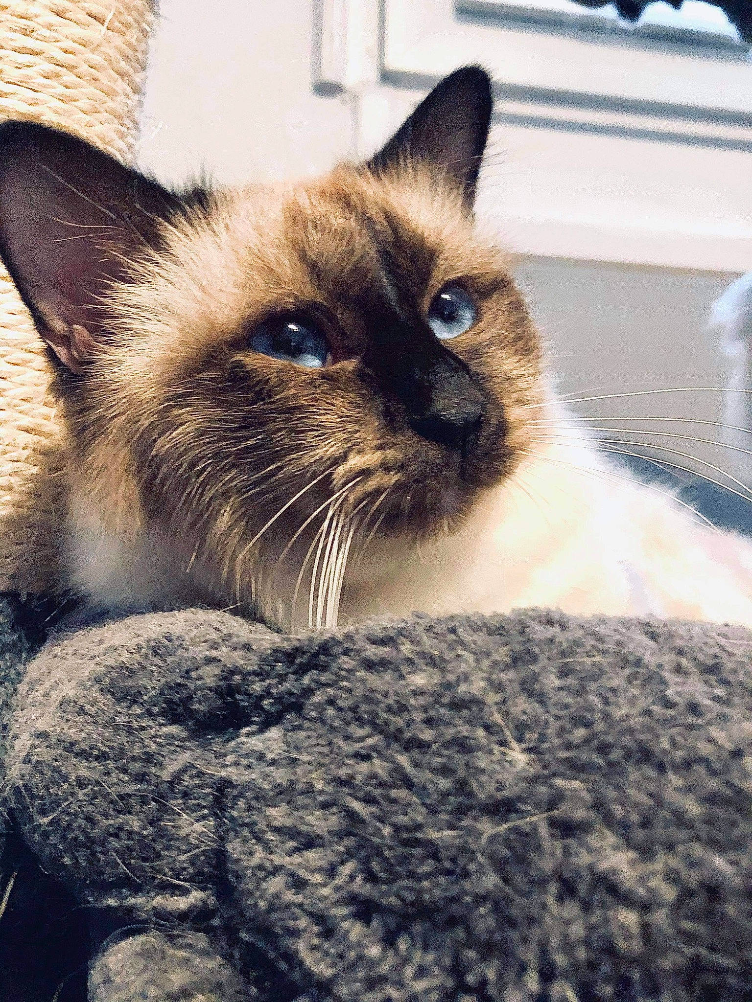 Fada participe au concours pour gagner de l'argent avec cette photo : balinese, birman, carnivore, cat, close_up, comfort, fawn, felidae, fur, iris, siamese, small_to_medium_sized_cats, snout, terrestrial_animal, thai, whiskers