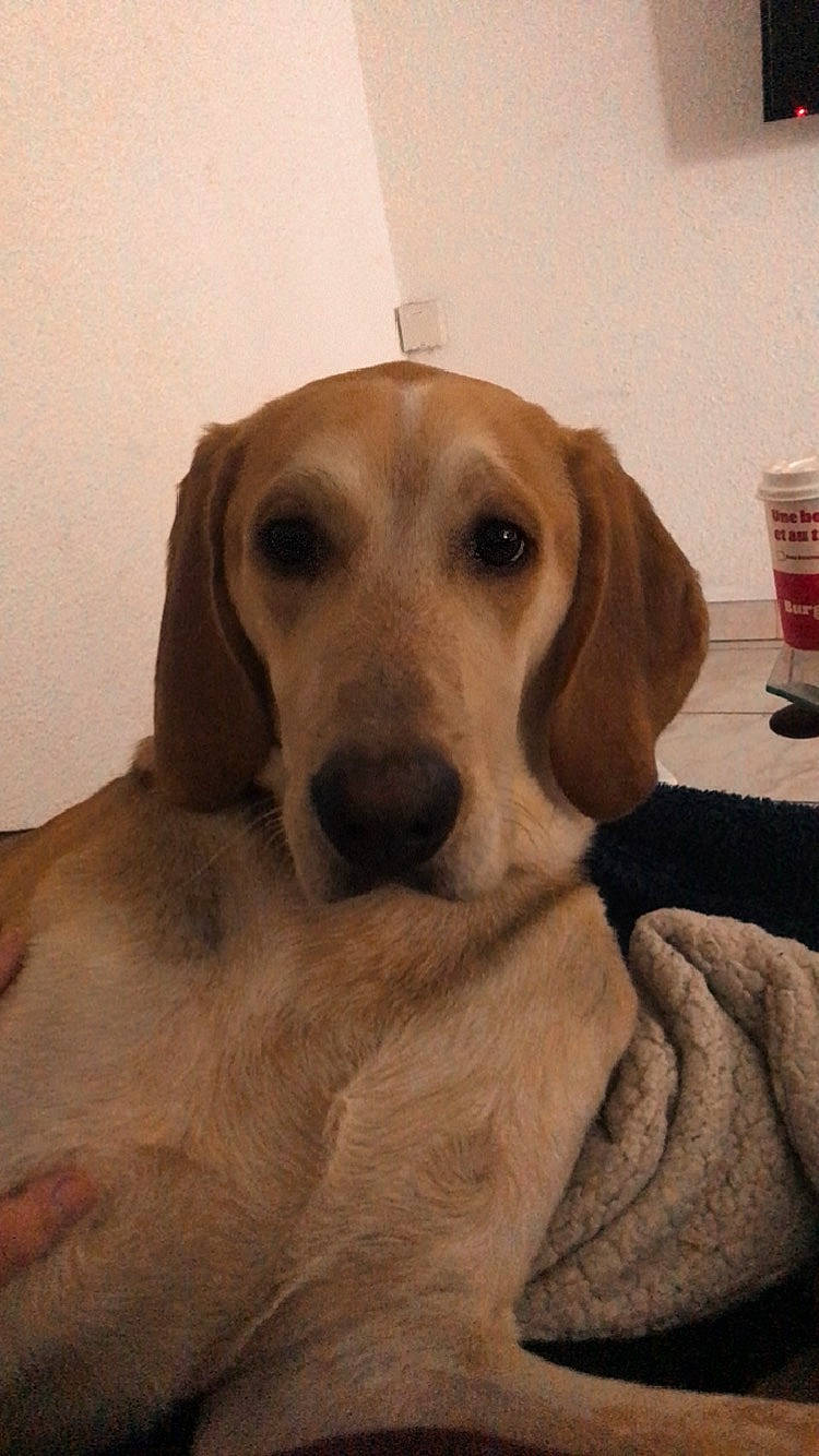 Spyki participe au concours pour gagner de l'argent avec cette photo : canidae, carnivore, comfort, companion_dog, cup, dog, dog_breed, dog_supply, ear, fawn, fur, hound, retriever, scent_hound, selfie, snout, sporting_group, tin_can, whiskers, working_animal