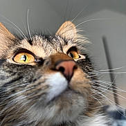 Mazapan is registered to the contest to win money with this photo: cat, close_up, whiskers, fur, eyes, pet, animal, domestic, curious, tabby, face, nose, ear, indoor, mammal, feline, portrait, looking_up, soft_light, background_blur
