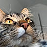 cat, close_up, whiskers, fur, eyes, pet, animal, domestic, curious, tabby, face, nose, ear, indoor, mammal, feline, portrait, looking_up, soft_light, background_blur