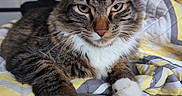 Mazapan is registered to the contest to win money with this photo: cat, tabby_cat, white_paws, quilt, yellow, gray, white, bed, indoor, pet, feline, fur, whiskers, ears, green_eyes, relaxed, cozy, close_up, animal, domestic_cat