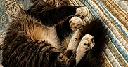 Mazapan is registered to the contest to win money with this photo: animal, bed, cat, comfort, cozy, cute, fluffy, fur, indoor, mammal, paws, pet, quilt, relaxed, resting, sleepy, striped, tabby, tail, whiskers
