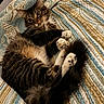 Mazapan is registered to the contest to win money with this photo: cat, tabby, fluffy, quilt, striped, paws, relaxed, indoor, pet, animal, fur, cute, cozy, bed, resting, whiskers, tail, sleepy, comfort, mammal