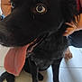 dog, black_dog, tongue_out, close_up, pet, animal, floor, tile_floor, indoor, person, hand, sitting, fur, happy, playful, companion, domestic_animal, canine, pet_owner, animal_face