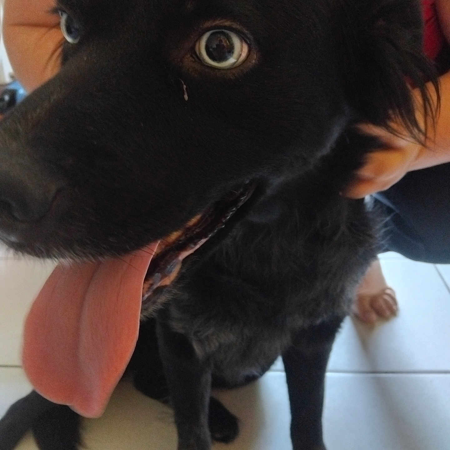 Aria a rejoint le concours — aidez-le/la à gagner de superbes lots ! animal, animal_face, black_dog, canine, close_up, companion, dog, domestic_animal, floor, fur, hand, happy, indoor, person, pet, pet_owner, playful, sitting, tile_floor, tongue_out