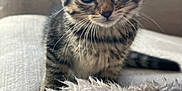 Pattoune participe au concours pour gagner de l'argent avec cette photo : kitten, cat, tabby, animal, pet, cute, feline, whiskers, ears, eyes, fur, young, indoor, couch, blanket, cozy, soft, curious, small, adorable