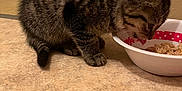 Pattoune participe au concours pour gagner de l'argent avec cette photo : animal, bowl, cat, domestic_cat, eating, floor, food, fur, household, indoor, kitten, mammal, pet, pink, polka_dots, striped_fur, tabby, tile_floor, whiskers, young_cat