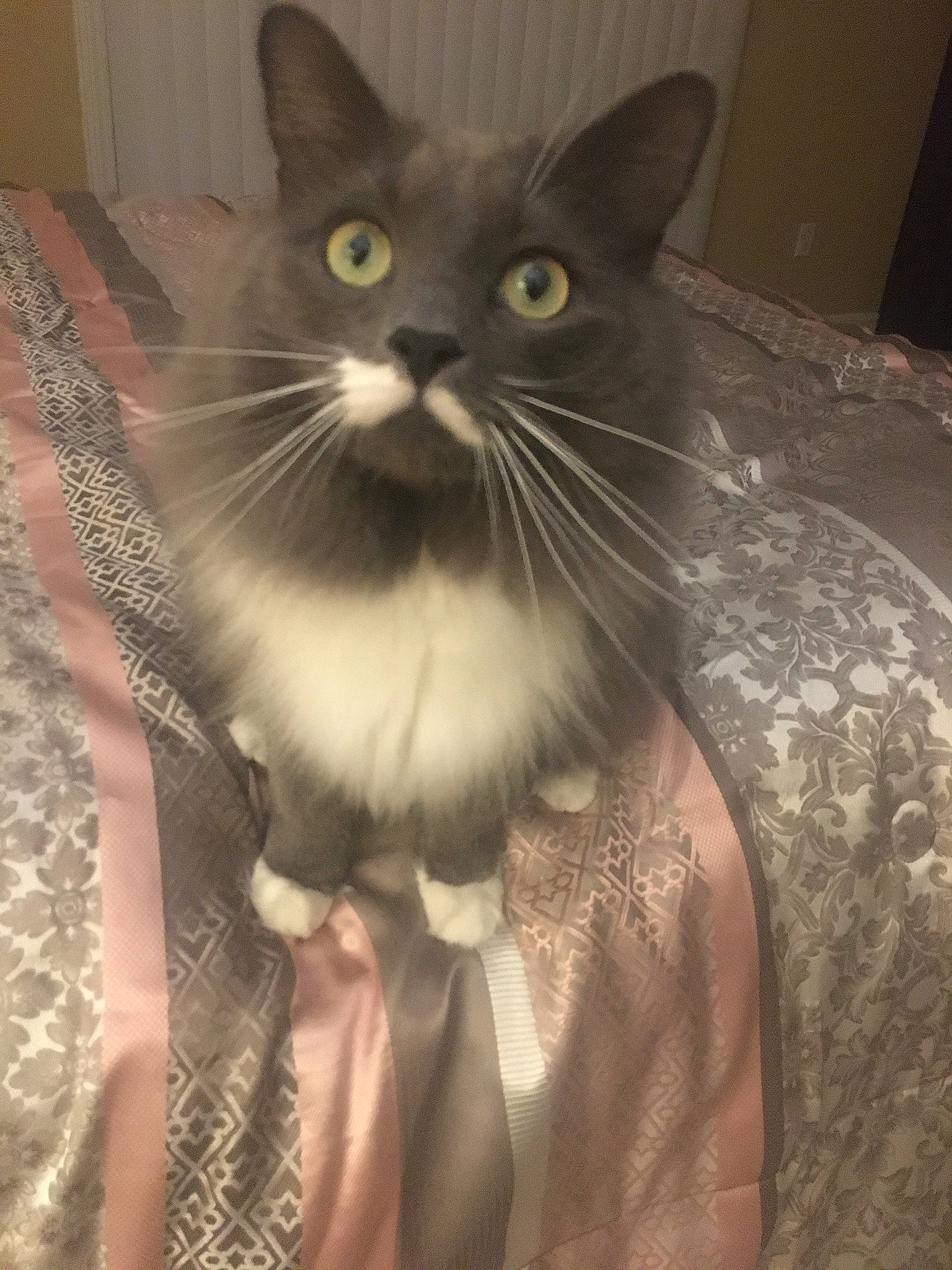 Stash Kitty joined the competition — help win amazing prizes! carnivore, cat, domestic_short_haired_cat, felidae, fur, iris, mammal, pet_supply, small_to_medium_sized_cats, snout, vertebrate, whiskers