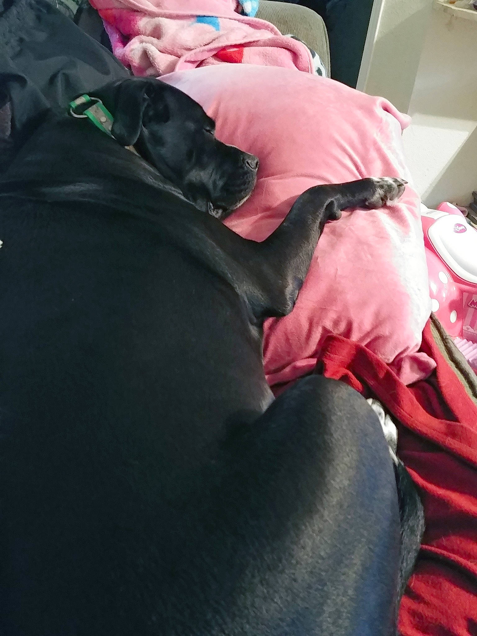 Pepper joined the competition — help win amazing prizes! nap, pink, sleep