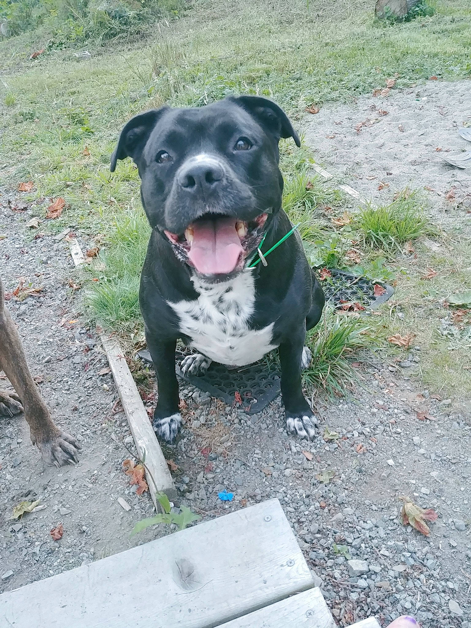 Pepper joined the competition — help win amazing prizes! adventure, american_pit_bull_terrier, american_staffordshire_terrier, bandog, canidae, carnivore, dog, dog_breed, fawn, mammal, non_sporting_group, pit_bull, rare_breed_dog, snout, sporting_group, staffordshire_bull_terrier, terrier