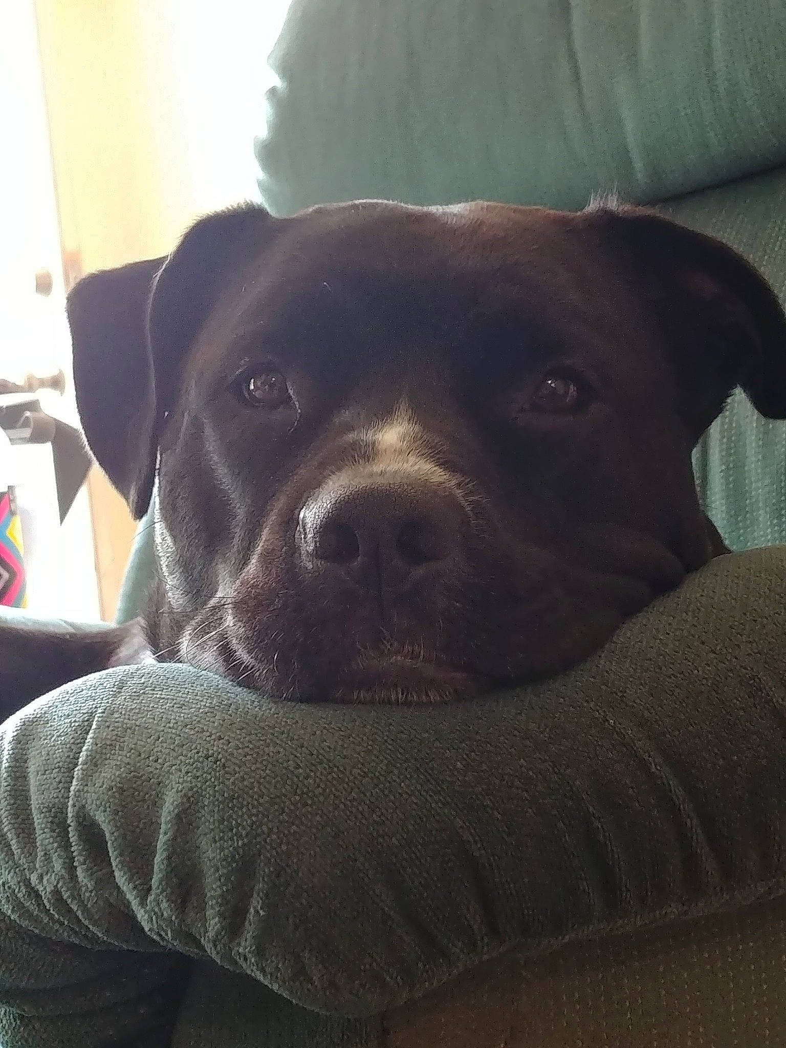 Pepper is registered to the contest to win money with this photo: american_pit_bull_terrier, beagador, borador, canidae, carnivore, companion_dog, dog, dog_breed, fawn, labrador_retriever, mammal, non_sporting_group, nose, patterdale_terrier, puppy, snout, sporting_group, staffordshire_bull_terrier