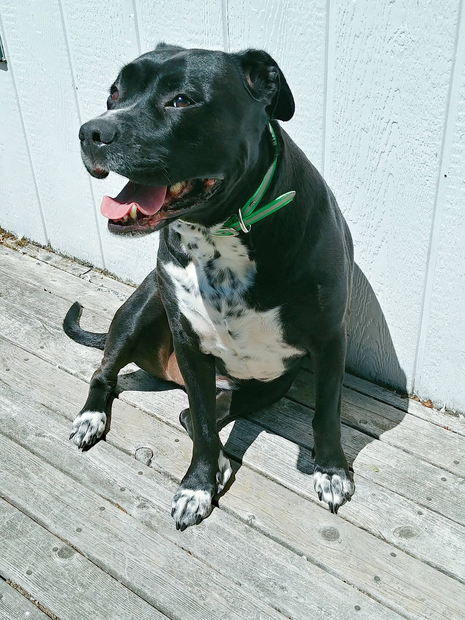 Pepper joined the competition — help win amazing prizes! alaunt, american_bulldog, american_pit_bull_terrier, american_staffordshire_terrier, bandog, canidae, carnivore, dog, dog_breed, fawn, mammal, molosser, non_sporting_group, pit_bull, rare_breed_dog, snout, sporting_group, staffordshire_bull_terrier, tail, vertebrate