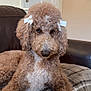 Zoe is registered to the contest to win money with this photo: dog, poodle, curly_hair, bow, pet, indoor, couch, blanket, brown, white, fur, animal, relaxed, cute, ears, home, furniture, portrait, domestic, companion