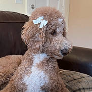 Zoe joined the competition — help win amazing prizes! dog, curly_fur, bow, plaid_blanket, couch, indoor, pet, brown, white, relaxed, furniture, side_view, animal, companion, cozy, decor, portrait, cute, fluffy, domestic