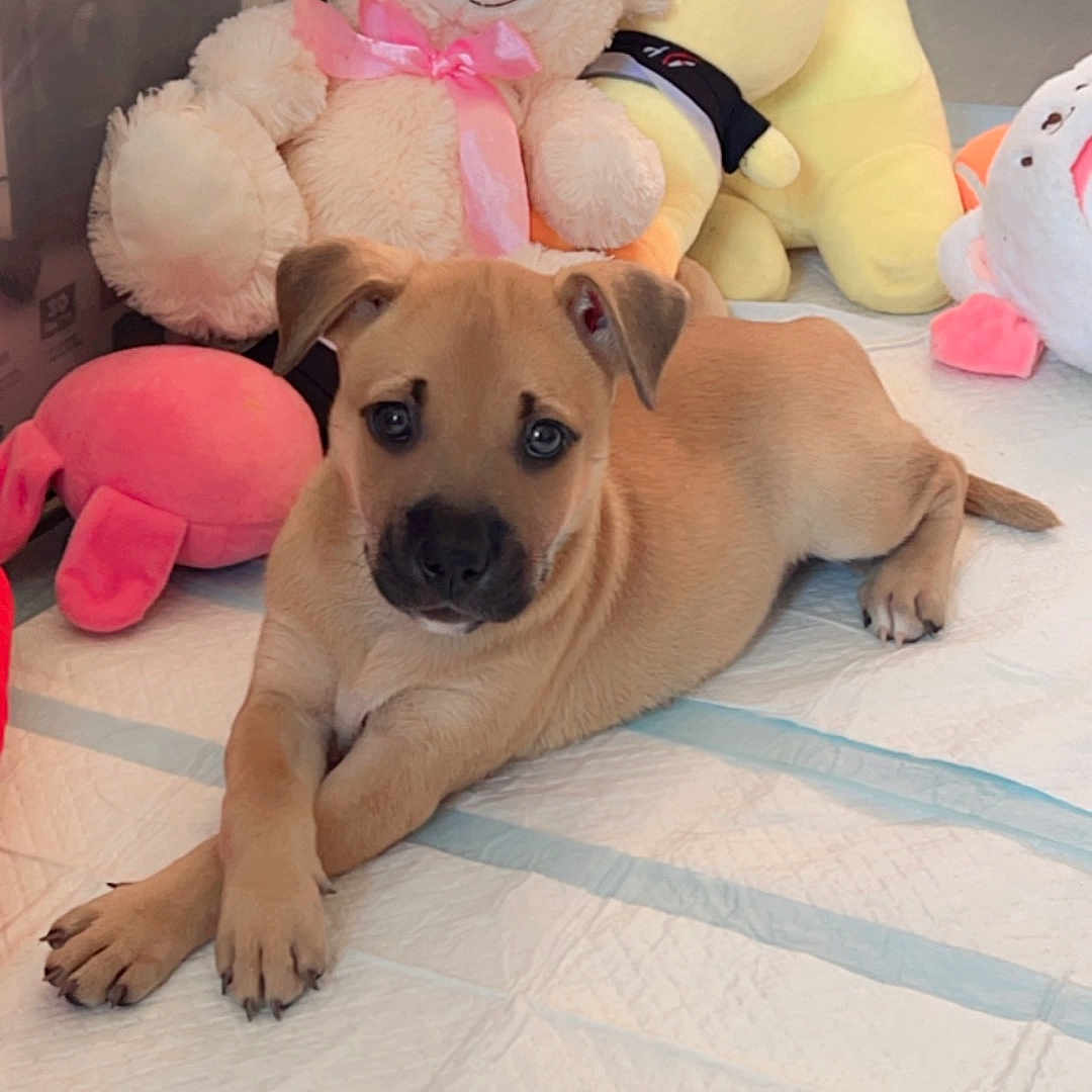 Star Fire joined the competition — help win amazing prizes! animal, ball, boxer, bulldog, canine, cushion, dog, face, football, head, homedecor, hound, person, pet, photography, plush, portrait, puppy, teddybear, toy