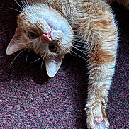 Sherkan participe au concours pour gagner de l'argent avec cette photo : cat, orange_tabby, pet, whiskers, paw, pink_pads, carpet, texture, indoor, fur, stretching, cute, animal, mammal, relaxed, lying_down, close_up, domestic_cat, curious, face