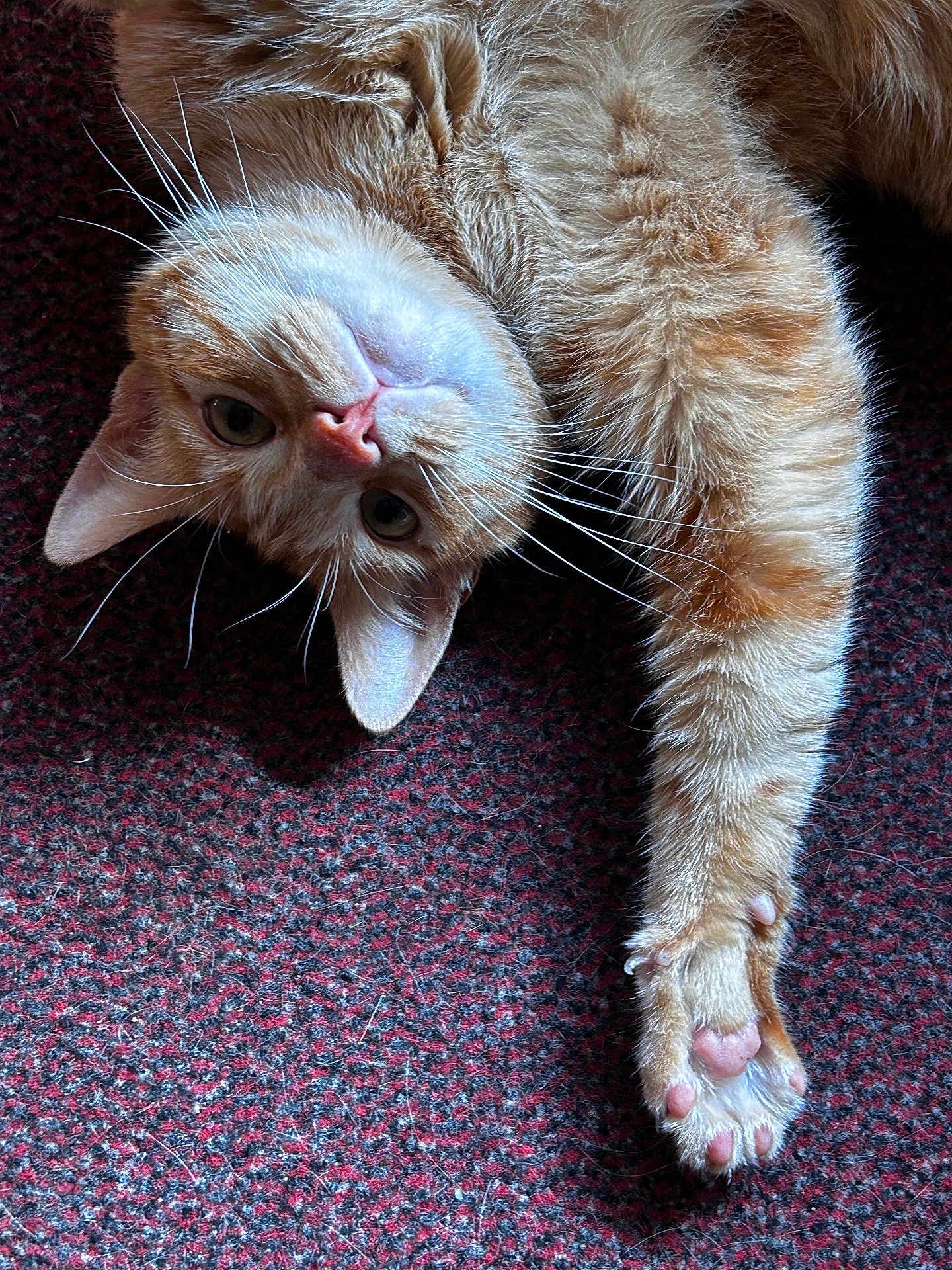 Sherkan participe au concours pour gagner de l'argent avec cette photo : cat, orange_tabby, pet, whiskers, paw, pink_pads, carpet, texture, indoor, fur, stretching, cute, animal, mammal, relaxed, lying_down, close_up, domestic_cat, curious, face