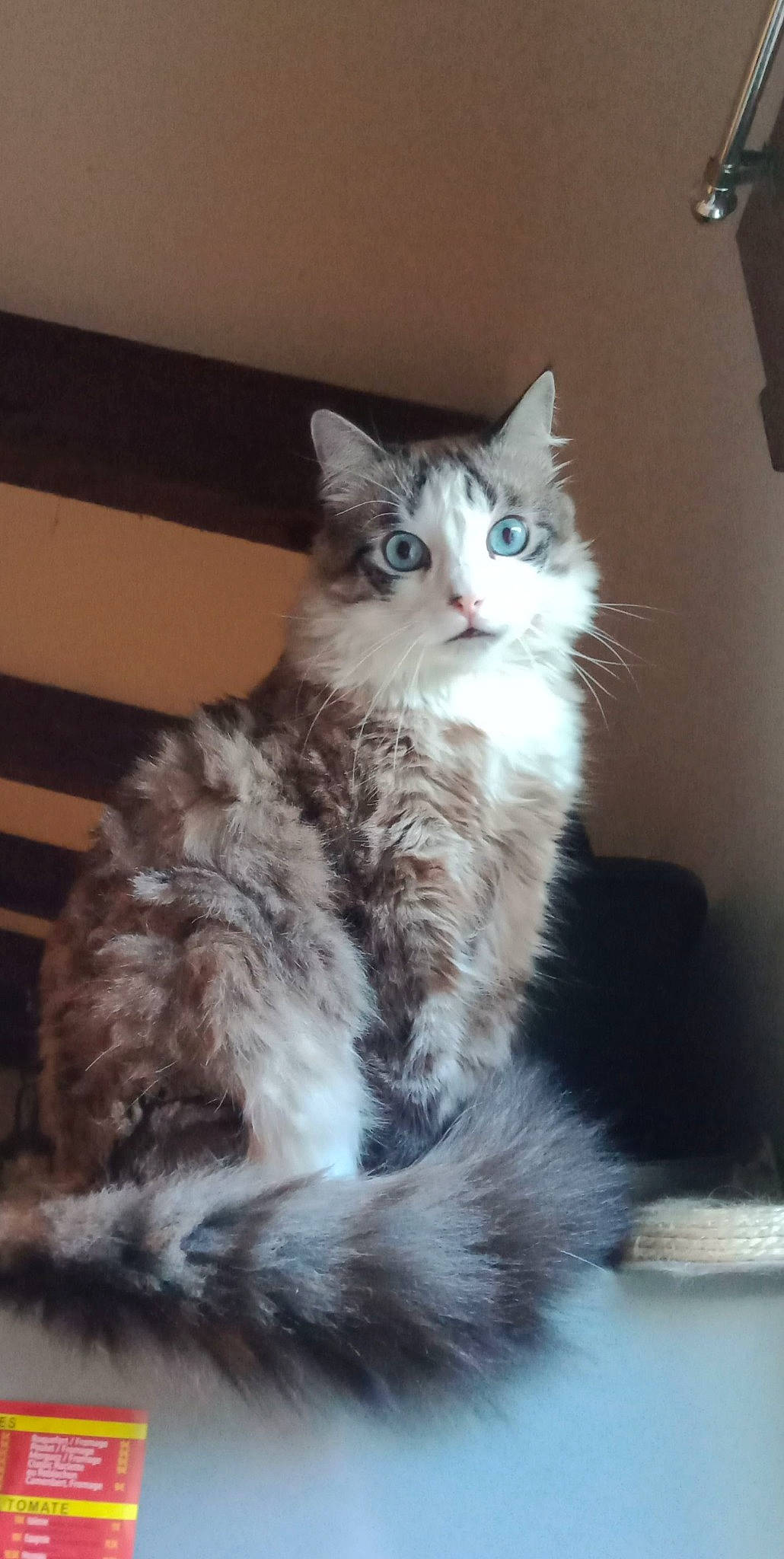 Percy a rejoint le concours — aidez-le/la à gagner de superbes lots ! beige, carnivore, cat, fawn, felidae, fur, iris, kitten, paw, small_to_medium_sized_cats, snout, tail, toe, vertebrate, whiskers