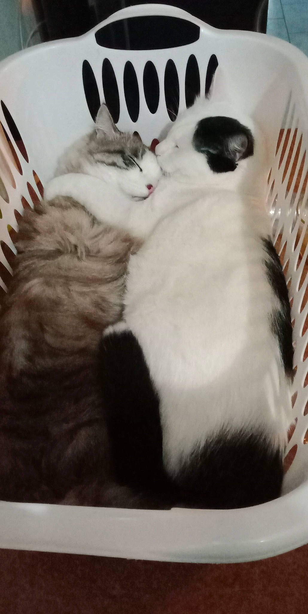 Percy a rejoint le concours — aidez-le/la à gagner de superbes lots ! carnivore, cat, comfort, cutlery, felidae, fur, kitchen_utensil, pet_supply, small_to_medium_sized_cats, tail, vertebrate, whiskers, white