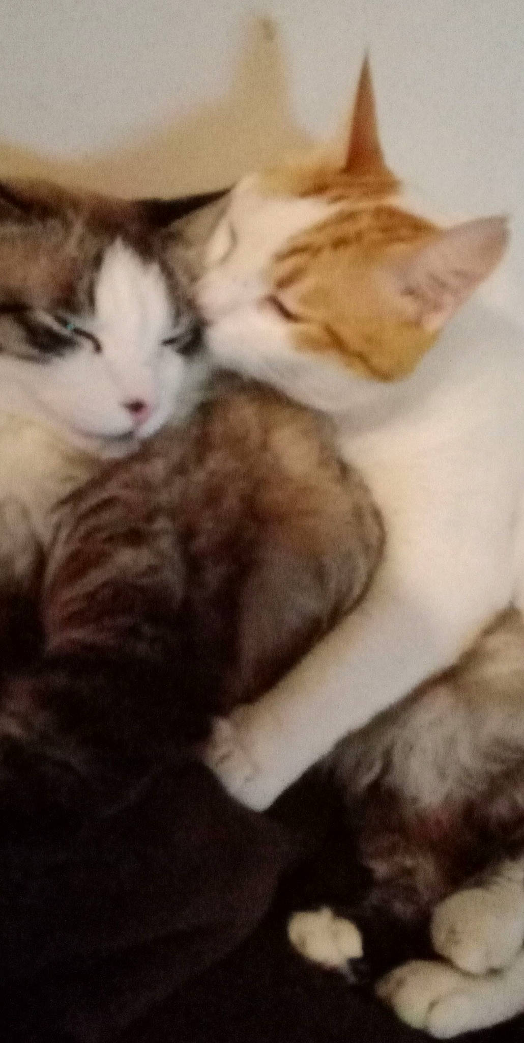 Percy a rejoint le concours — aidez-le/la à gagner de superbes lots ! carnivore, cat, comfort, domestic_short_haired_cat, felidae, fur, nap, paw, small_to_medium_sized_cats, tail, terrestrial_animal, vertebrate, whiskers