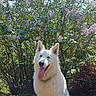 Asumy participe au concours pour gagner de l'argent avec cette photo : dog, white_dog, sitting, outdoor, flower_bush, lilac, greenery, sunlight, blue_sky, nature, pet, happy, tongue_out, canine, grass, summer, fur, collar, garden, daylight